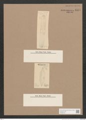 Navicula sp. (de-Toni-Nr.: Genus 1) Zeichnungen Sammlung Grunow Nr. 1575 (NHMW-BOT-W0368106)